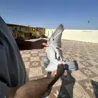 ذكر زاجل خليص ابطال ومصلح