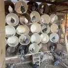 للبيع حمام مشكل العدد 18 جوز سالم من الامراض