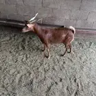 معزا
