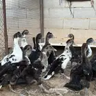 فروخ بط مصري