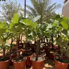شتلات تين اسباني اصفر