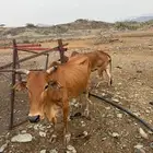 بقره