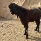 فحل شامي صنف مستهد شرط