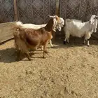 اربع معزا مشاريك خصم دفيع قريبات ولاد