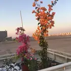 تنسيق الحدائق المنزلية