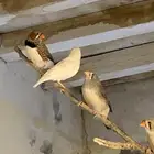 للبيع طيور زبراء