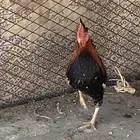 ديك بلدي وديك مهجن باكستانى