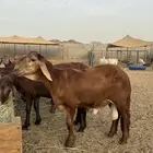 سواكن تربية ذبح وتوصيل داخل جدة