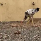 دجاج باكستاني