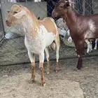 اثنين تيوس بلدي