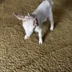 ماعز قزم انثى عناق