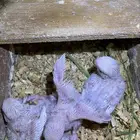 فروخ روز البينو صافي لهواه الغر والهدد