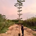 ترمناليا منتالي 2 بوصة