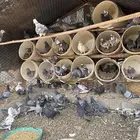 حمام على الشرط من (5)ريال