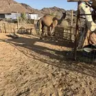 قعود اصفر