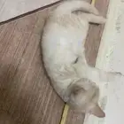 بسه للبيع