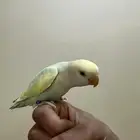 روز أليف