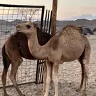 قعدان