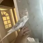 كروان متكلم