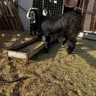 تيوس بريه جذعان فل شحم ولحم