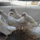 للبيع صوص لهمان