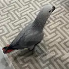 ببغاء كاسكو محجل اليف متكلم
