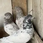 باكستاني للبيع 4ذكور وفرخ