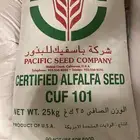 للبيع بذور برسيم
