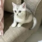 قط ذكر سكوتش ستريت للبيع