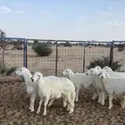 رخال العمر 6 شهور العدد 7