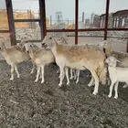 غنم ضان للبيع