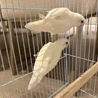 جوز روز