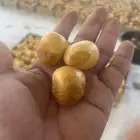 رطب عضوي 100   خراف يومي المزاحمية