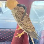 بواشك هديات