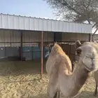 قعودبن للبيع كفو وطيبه