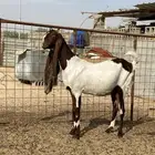 عنز الهولندية قريب ولادة على السوم