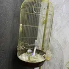 عصفور بادجي للبيع مع قفص كبير