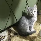 قطة للتبني انثى تم التبني الله يكتب اجر اللي اتبناها