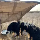 سلام عليكم بهم نجد شرط نظيف بظهور فل 7 خرفان 4 الرخال