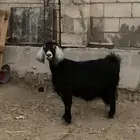 عنز عارضية