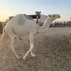 بكره مفرودة للبيع