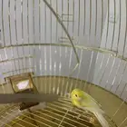 ذكر كناري