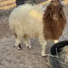 خروف نعيم