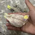 فروخ كروان تم البيع