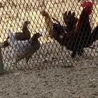 دجاج بلدي نظيف على الشرط العدد 42