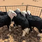 للبيع بهم طيبات