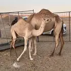 للبيع ناقه خلفه(بنت متعب السبعان)