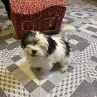 كلب جرو نادر