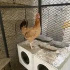 دجاج بلدي