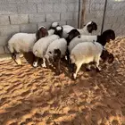 هرافى نعيم وحري تمارا 90 تقييم